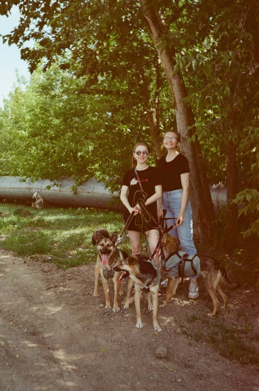 Прогулки и волонтерство. Забери домой друга