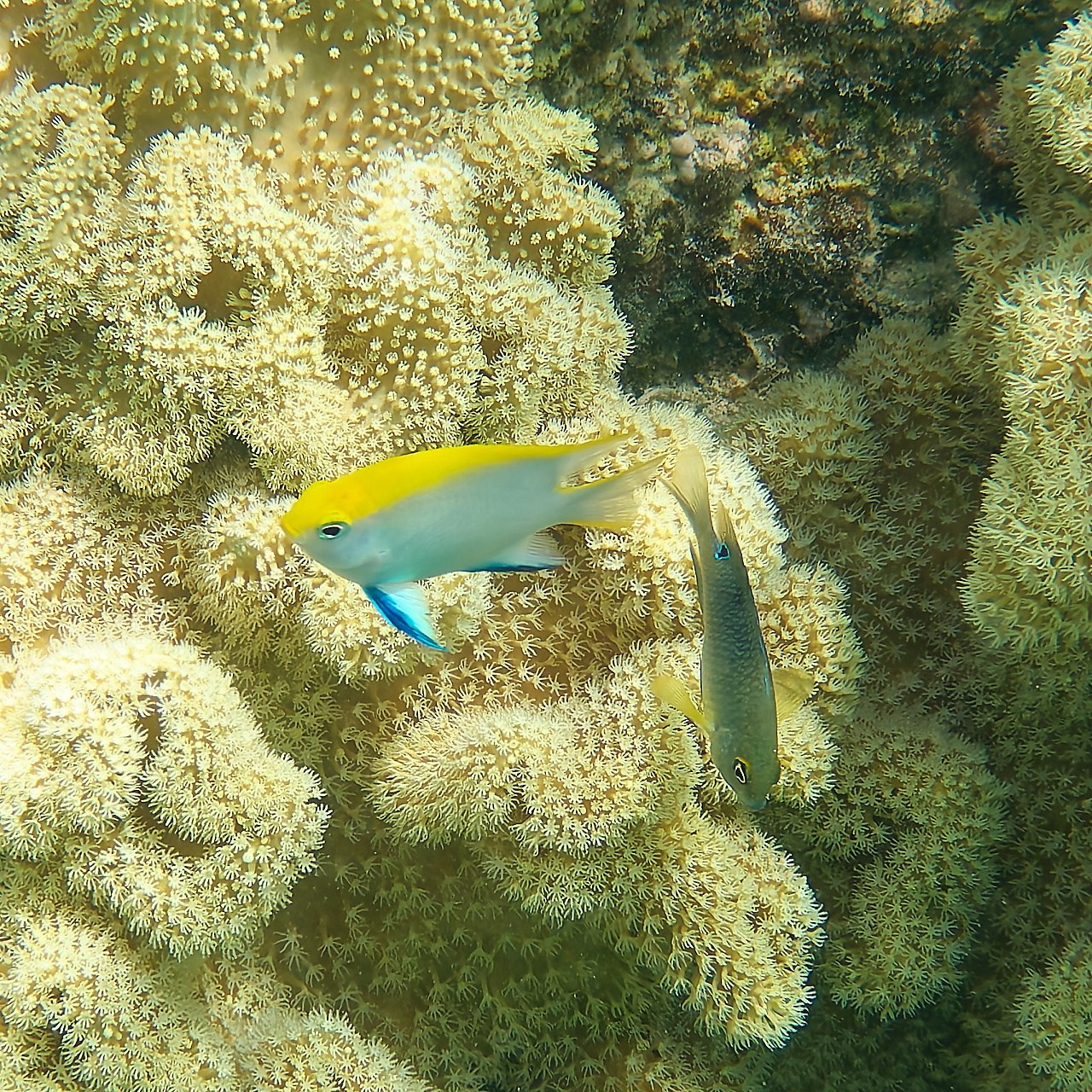 Мне посмотреть. Рыбов показываю