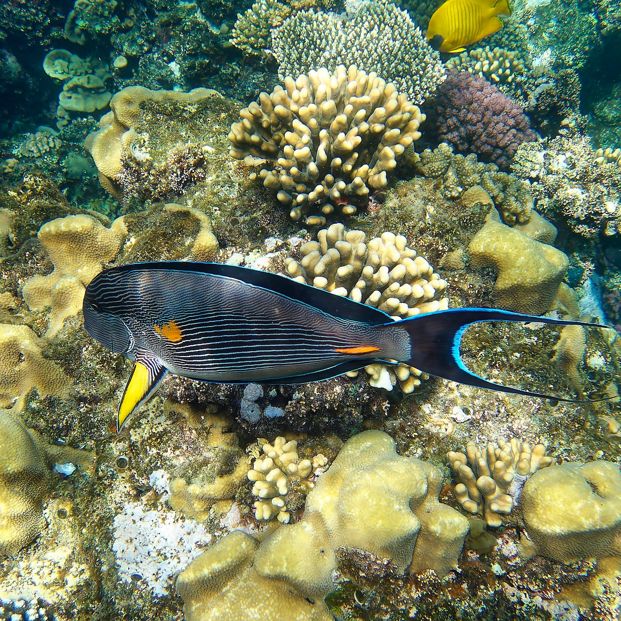 Мне посмотреть. Рыбов показываю