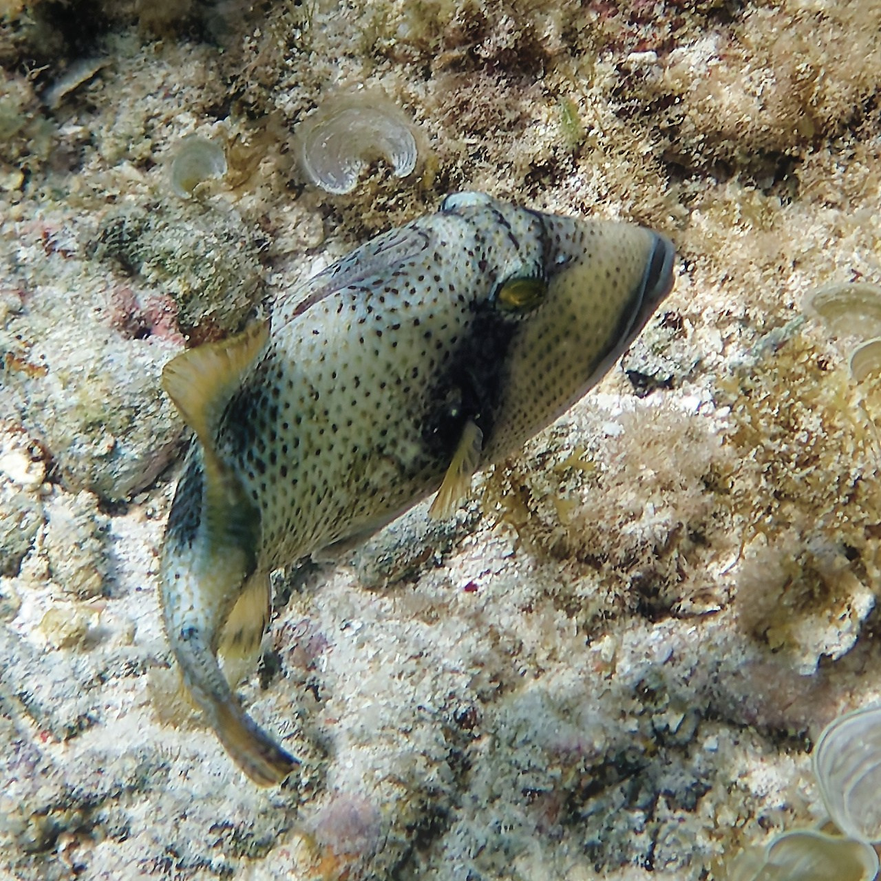 Мне посмотреть. Рыбов показываю