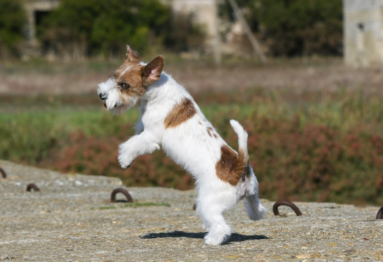 Lovely -Orange Team Spirit. Lovely-Orange питомник джек рассел терьеров
