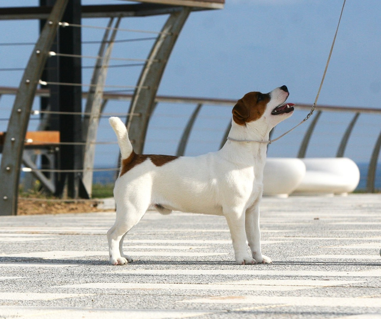 VOLNA STAR LAGERFELD LEGENDS. Lovely-Orange питомник джек рассел терьеров