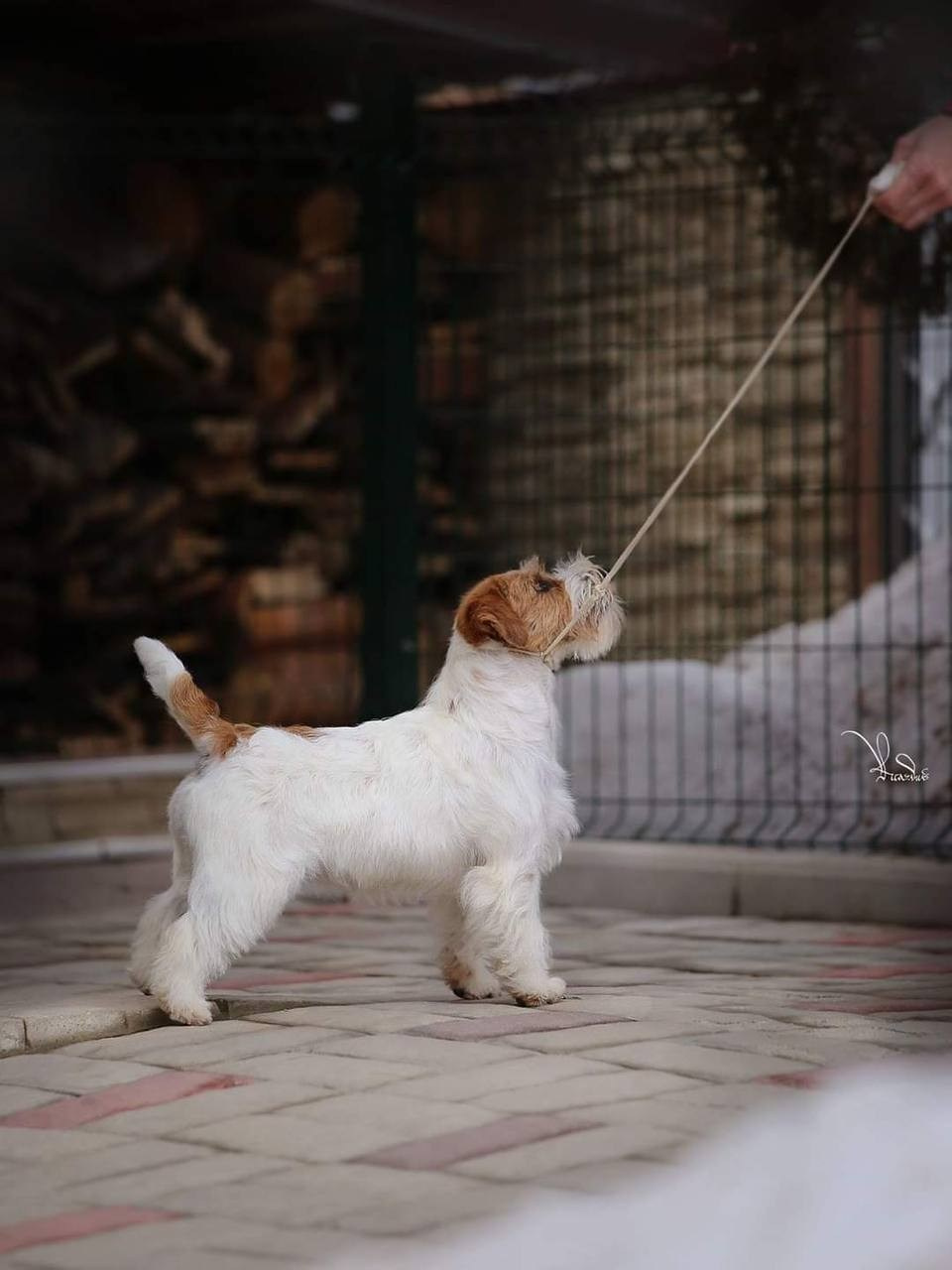 Lovely-Orange Candy Shop. Lovely-Orange питомник джек рассел терьеров