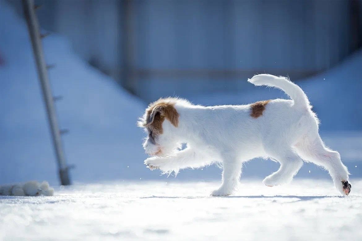 Сука 1. Lovely Orange kennel Jack Russell Terrier FCI/RKF