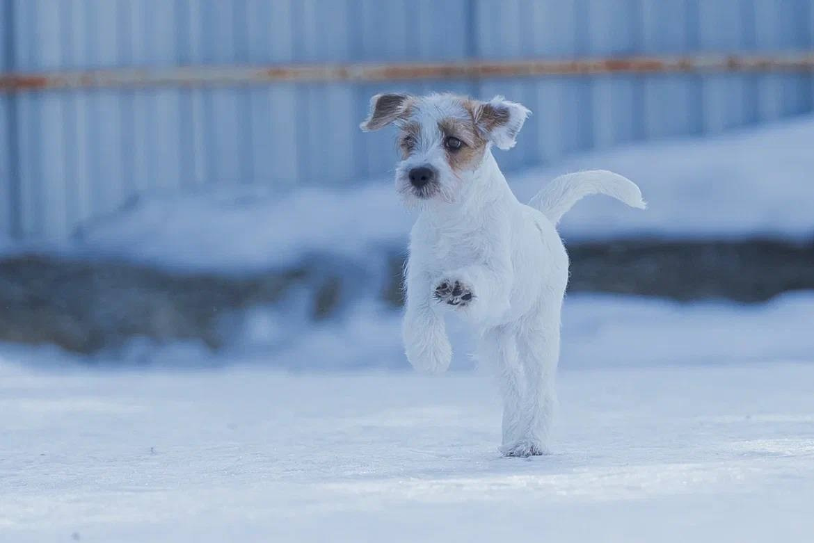 Сука 2. Lovely-Orange питомник джек рассел терьеров