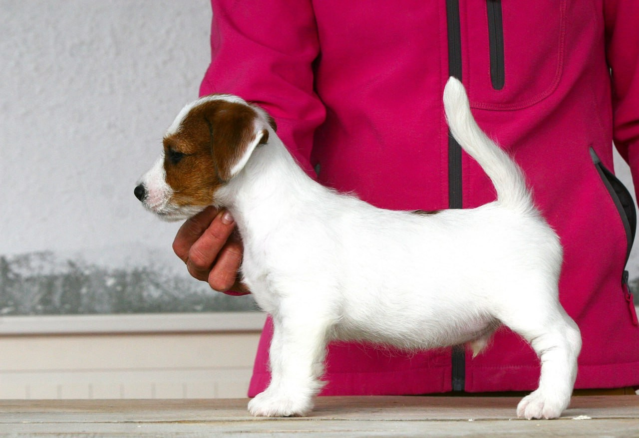 Male 2 brocken. Lovely-Orange питомник джек рассел терьеров