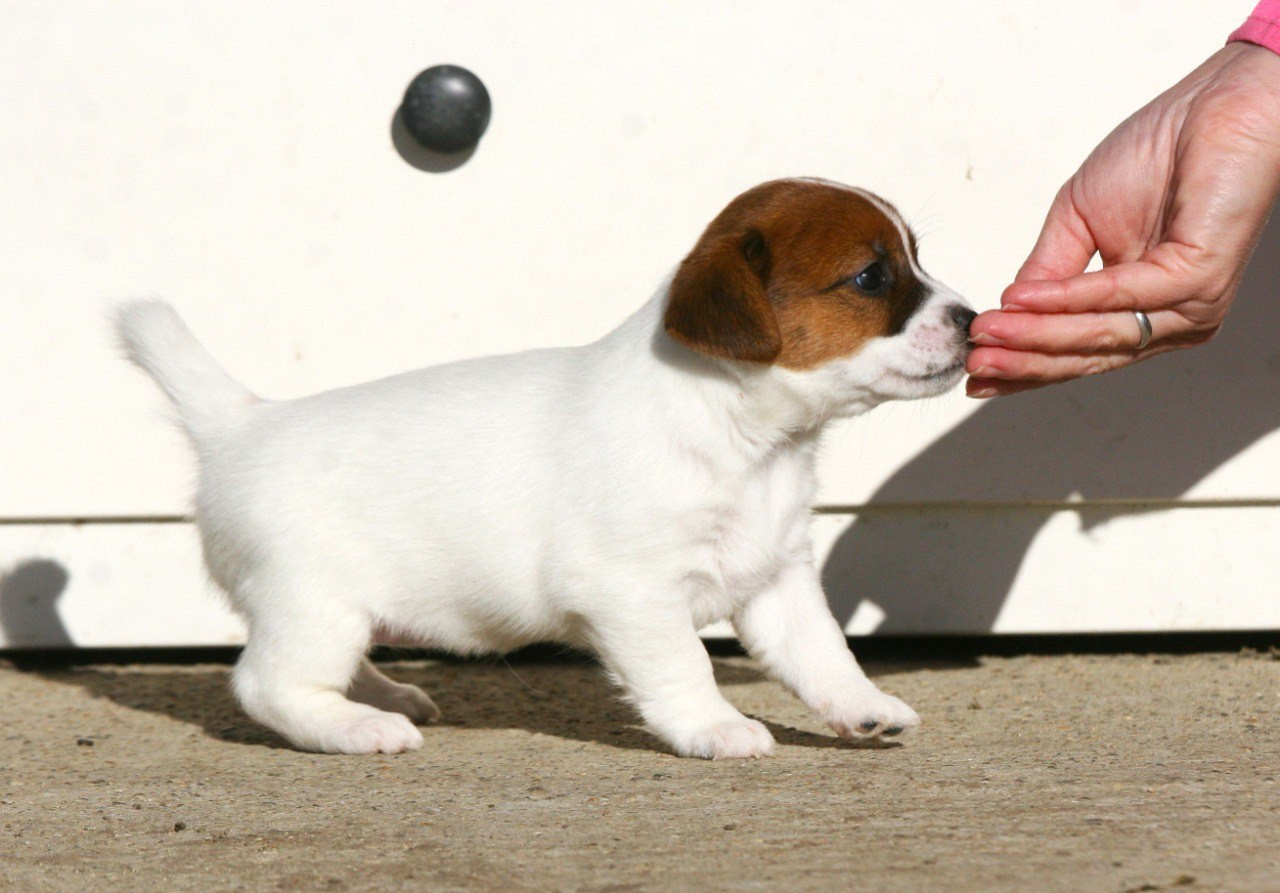 Сука 2. Lovely-Orange питомник джек рассел терьеров