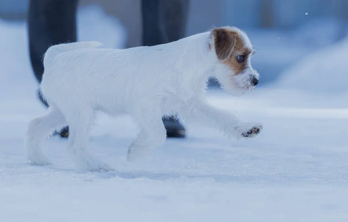 Сука 2. Lovely-Orange питомник джек рассел терьеров
