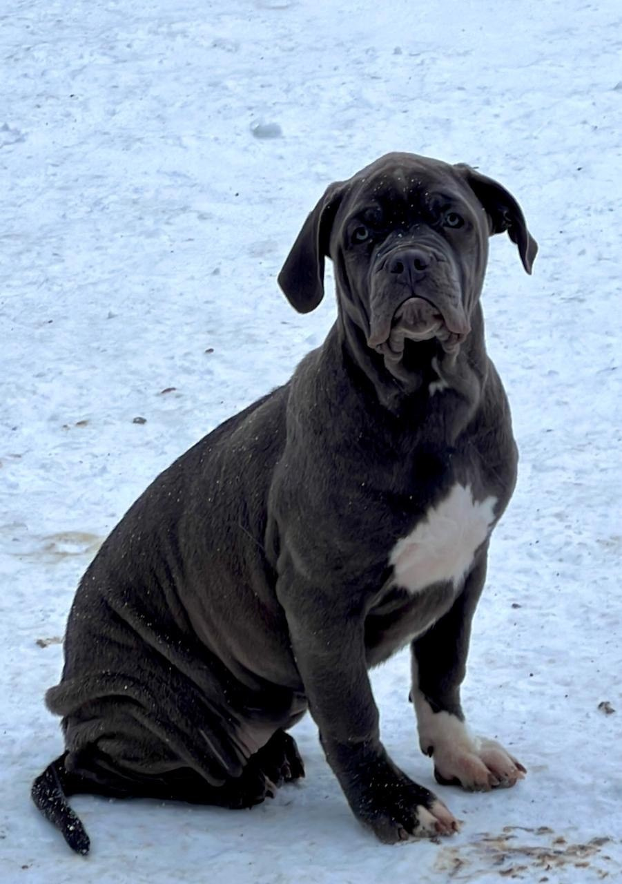 Все свободные щенки. Американские булли XL в г. Калининград. Питомник Great Bully UNIVERSE