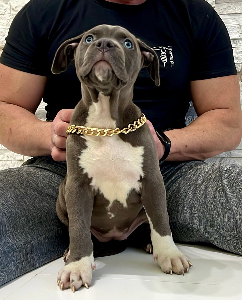 Все свободные щенки. Американские булли XL в г. Калининград. Питомник Great Bully UNIVERSE