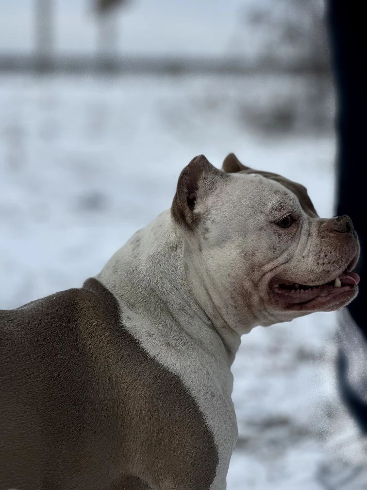 Буля. Американский Булли в г. Ростов-на-Дону. Питомник THE POWER OF SIBERIA