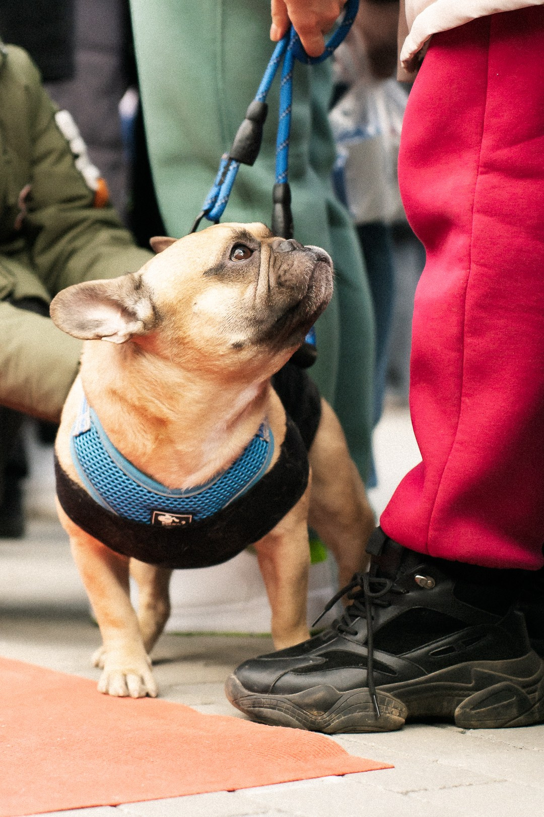 Парад Бульдогов. Axenov_eugene