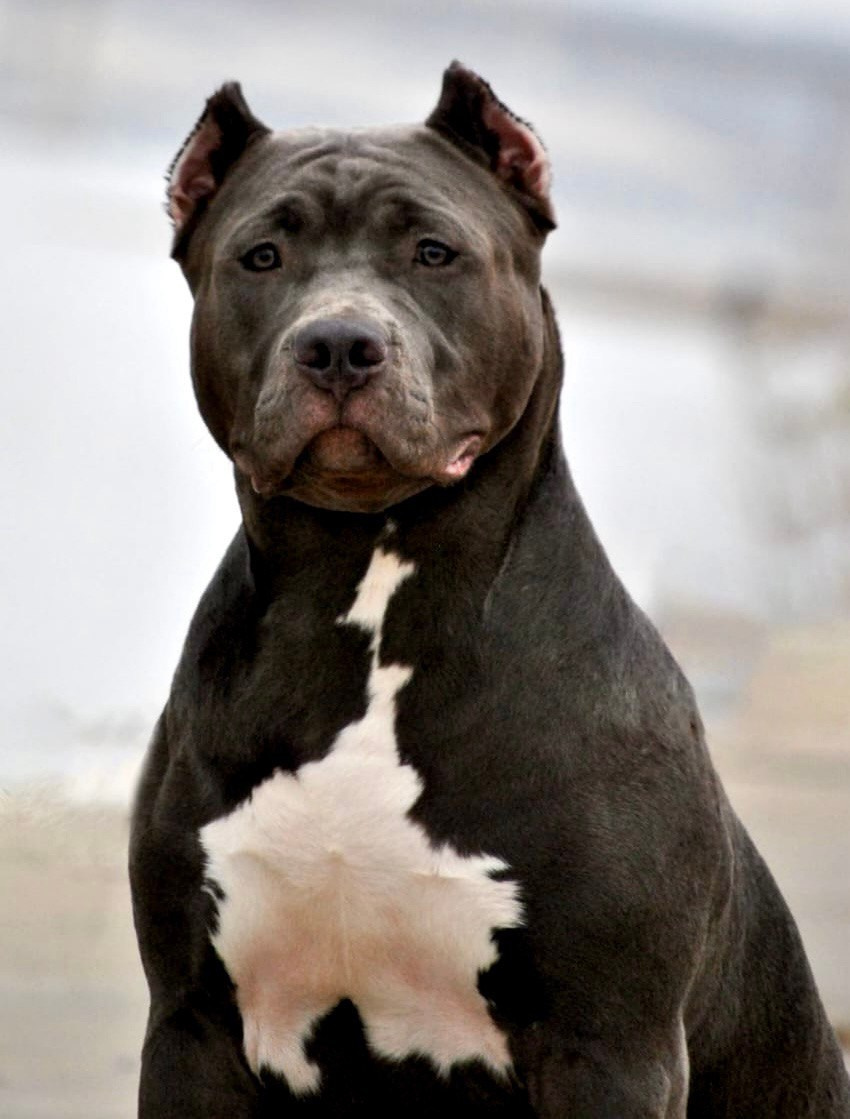 UPB’s Queenie & Zeus. 16.04.24. Американские булли XL в г. Калининград. Питомник Great Bully UNIVERSE