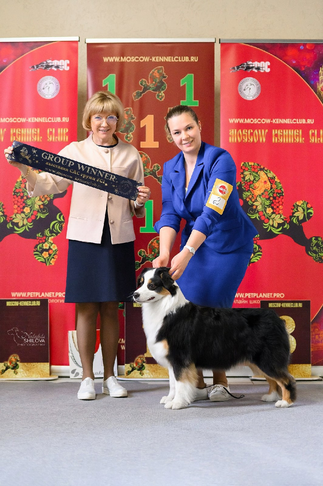 Seventy Seven Fartuna Afrodita. Питомник австралийских овчарок в городе Калуга