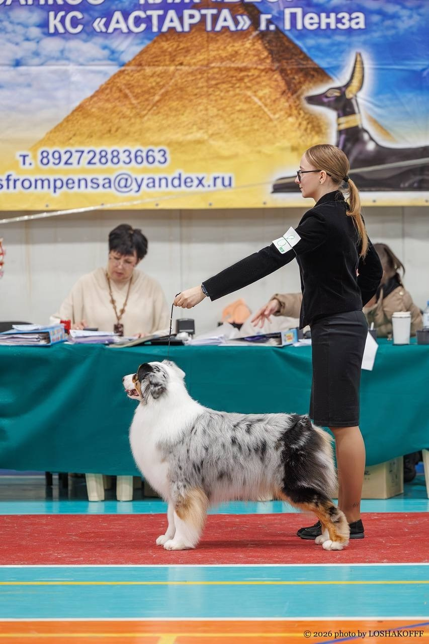 Flamma Amoris Black Diamond. Питомник австралийских овчарок в городе Калуга