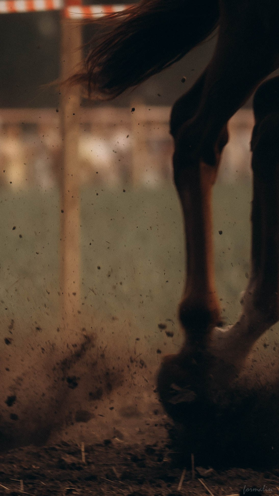 День Коня. Алиса Никитцова | Фотограф в Казани