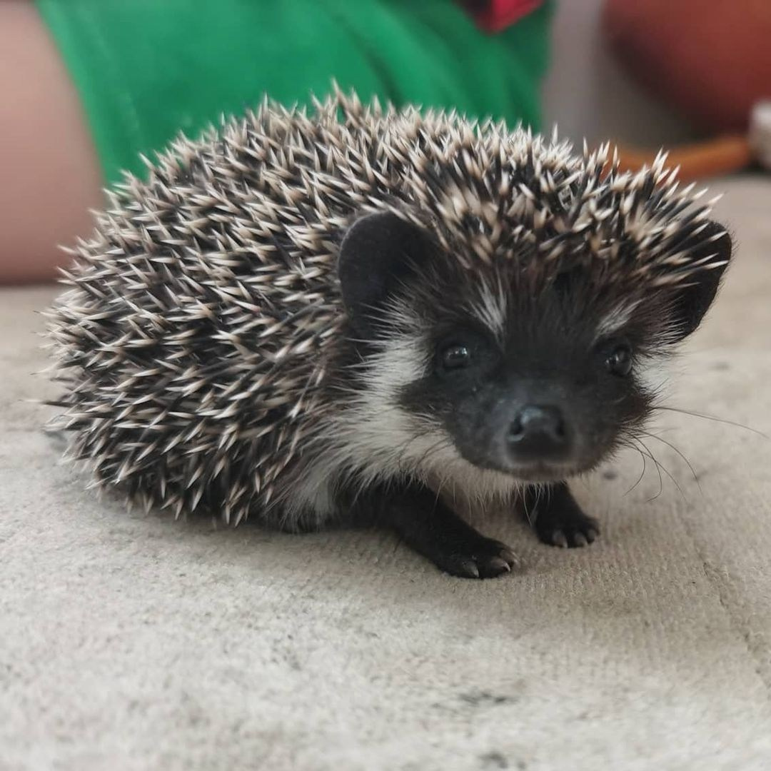 Anka`s Instagram. Заставка