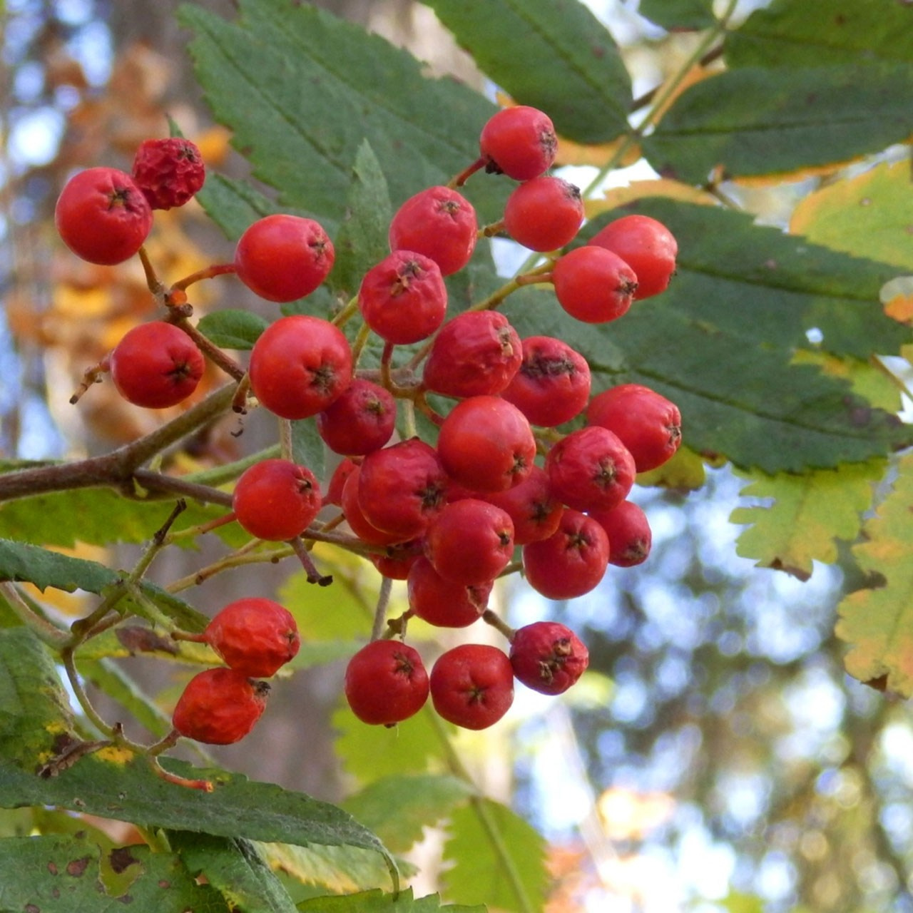 Деревья. Природа севера