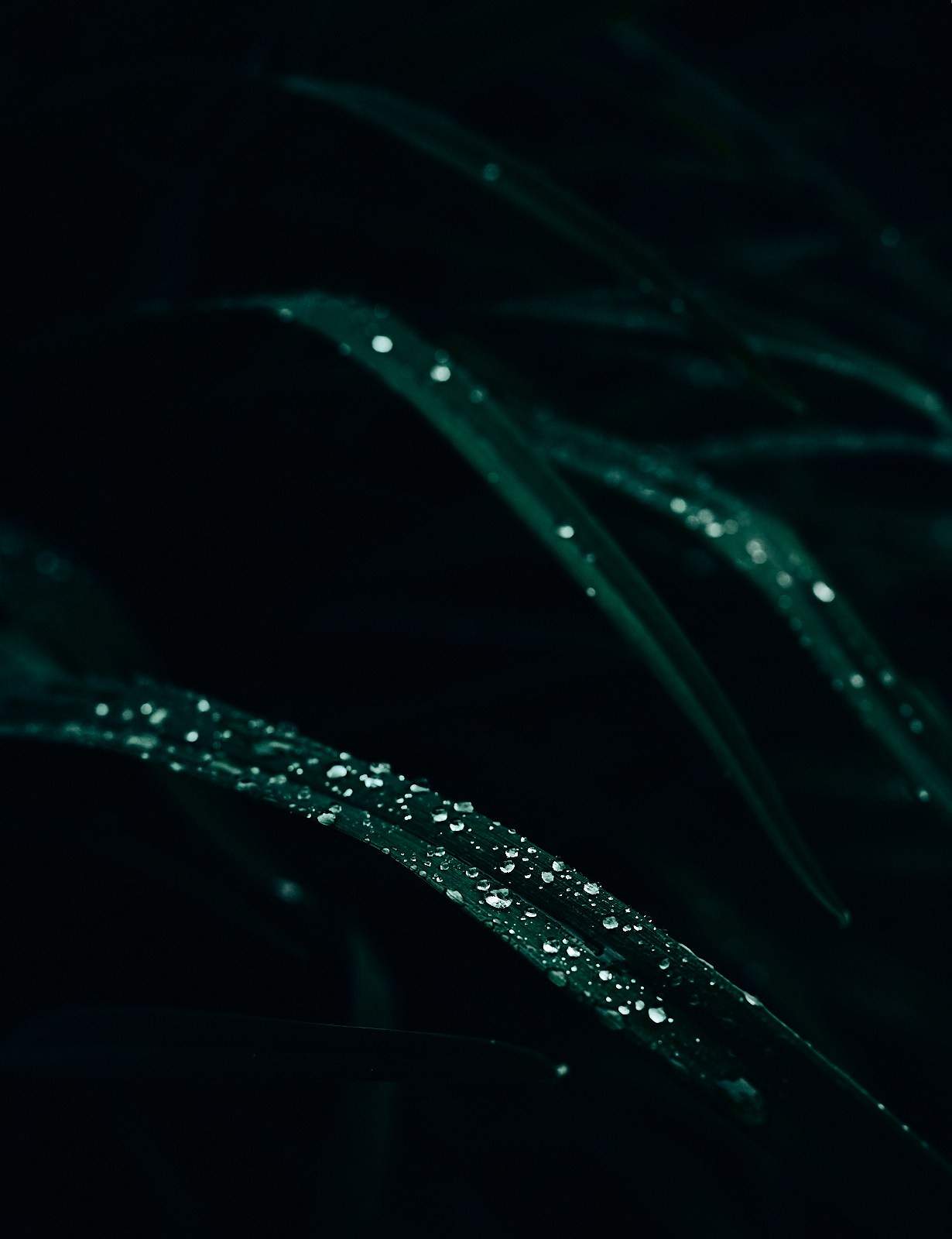 Ботаника. Фотограф Дмитрий Логинов