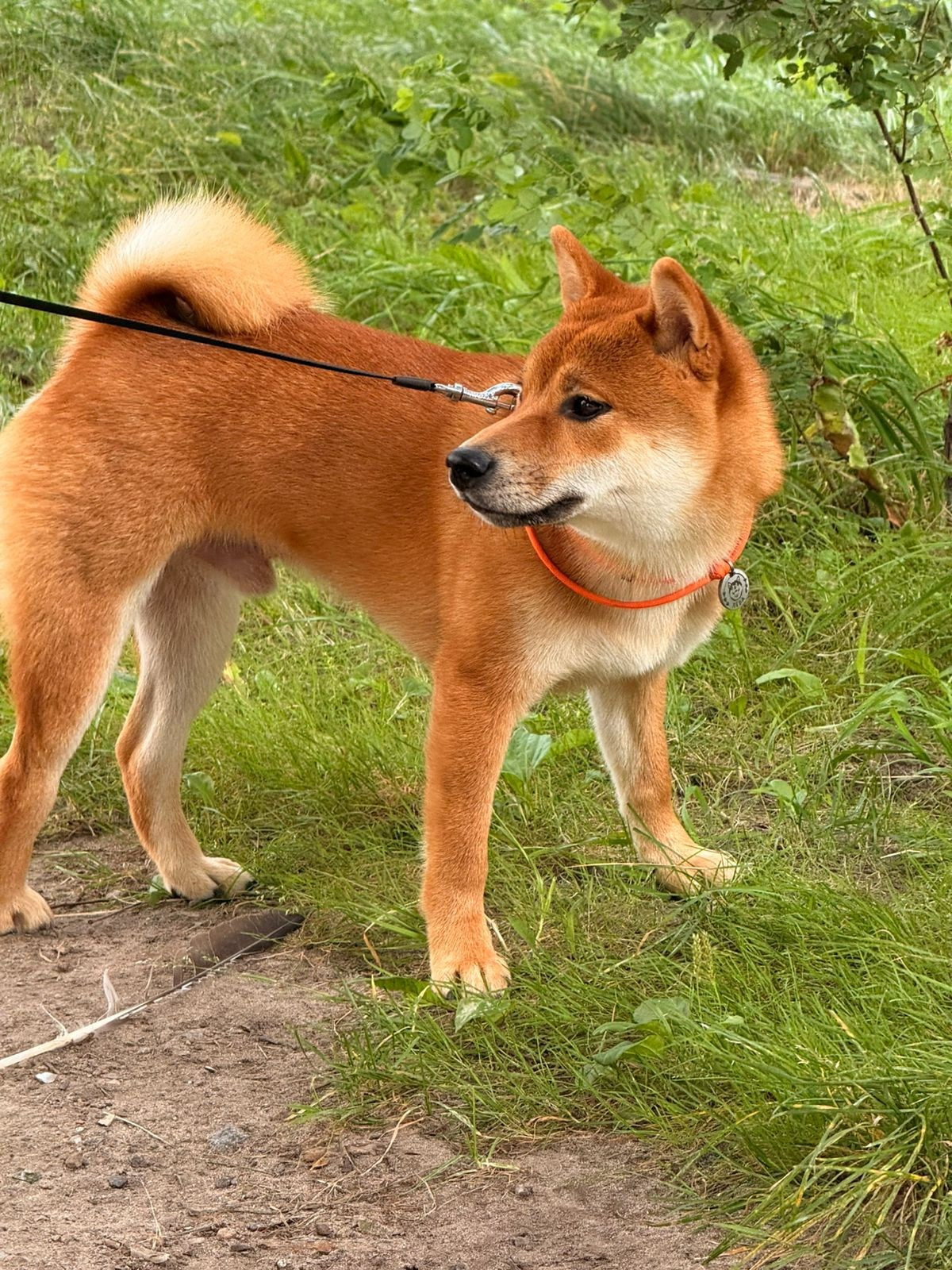 Rubylight Leo. Американская акита I Сиба ину I Питомник RUBYLIGHT