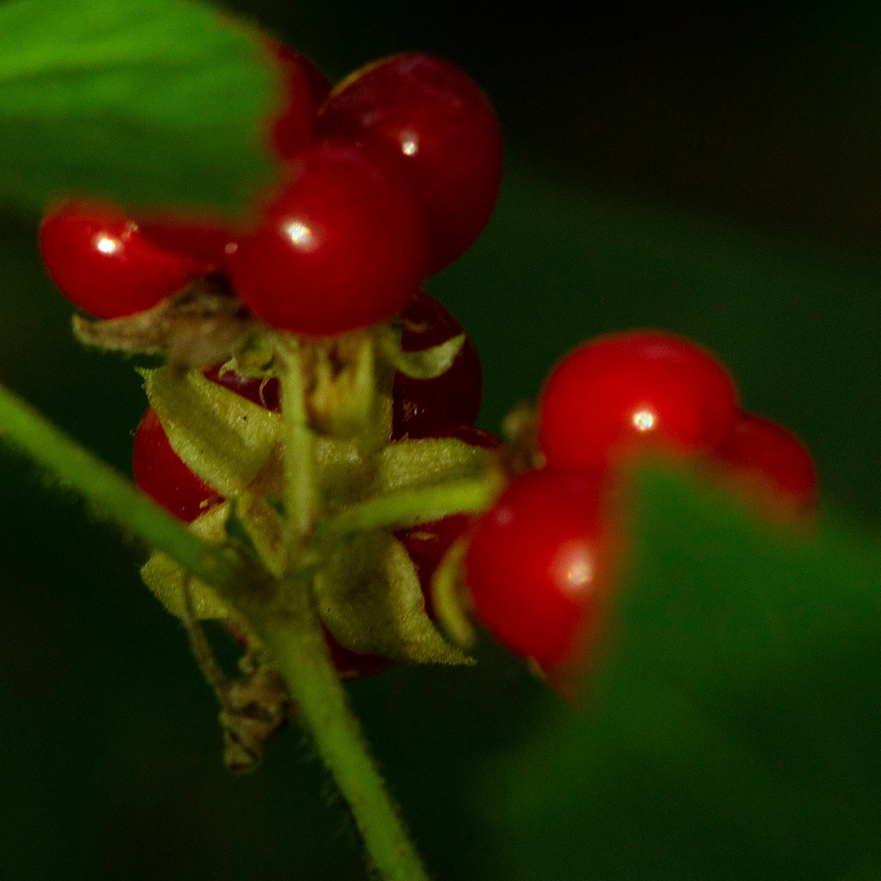 Травы. Природа севера