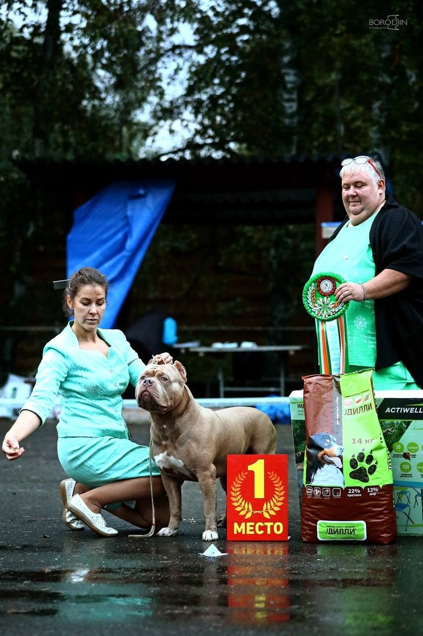 Участие в выставках. Американские булли XL в г. Калининград. Питомник Great Bully UNIVERSE