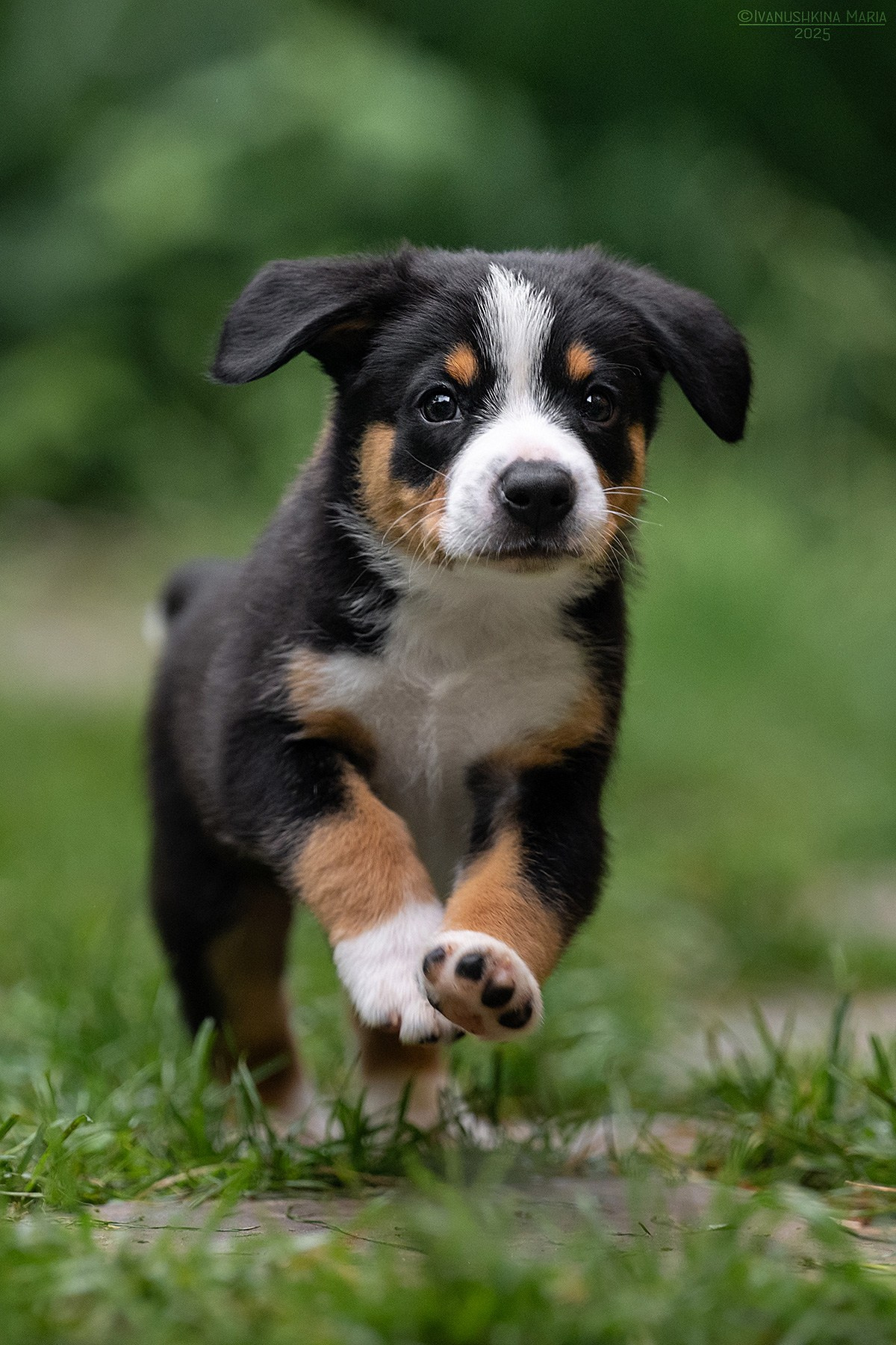 Фотосессия щенков на продажу. Фотограф собак в Москве и Московской области Иванушкина Мария