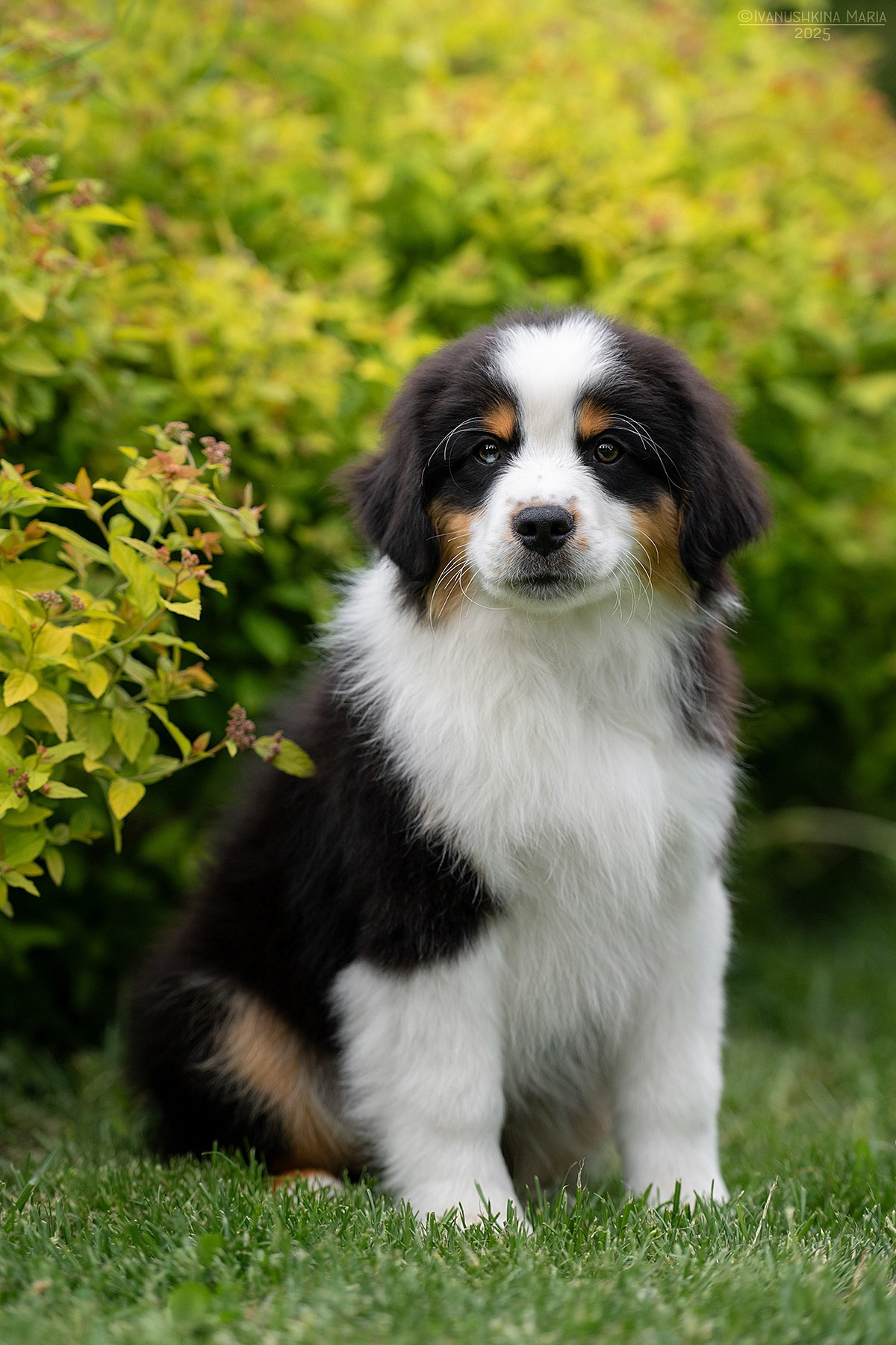 Фотосессия щенков на продажу. Фотограф собак в Москве и Московской области Иванушкина Мария