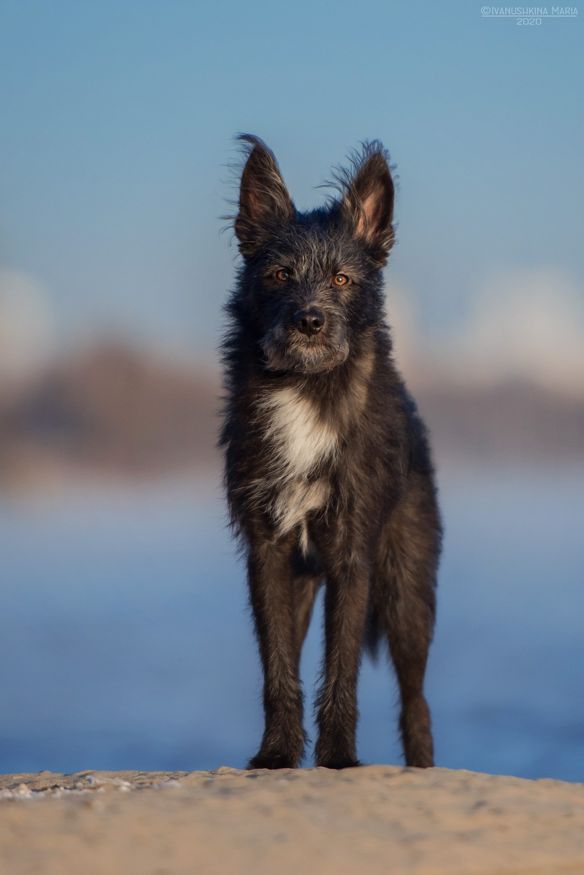 Фотограф-анималист. Фотограф собак в Москве и Московской области Иванушкина Мария