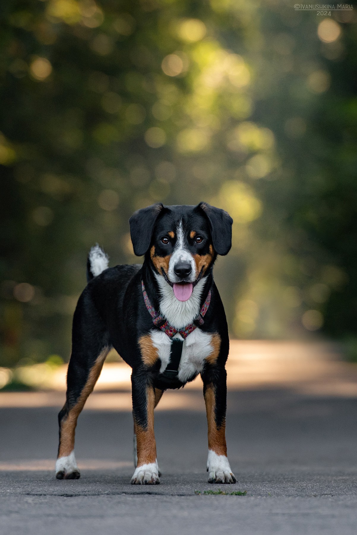 Фотограф-анималист. Фотограф собак в Москве и Московской области Иванушкина Мария