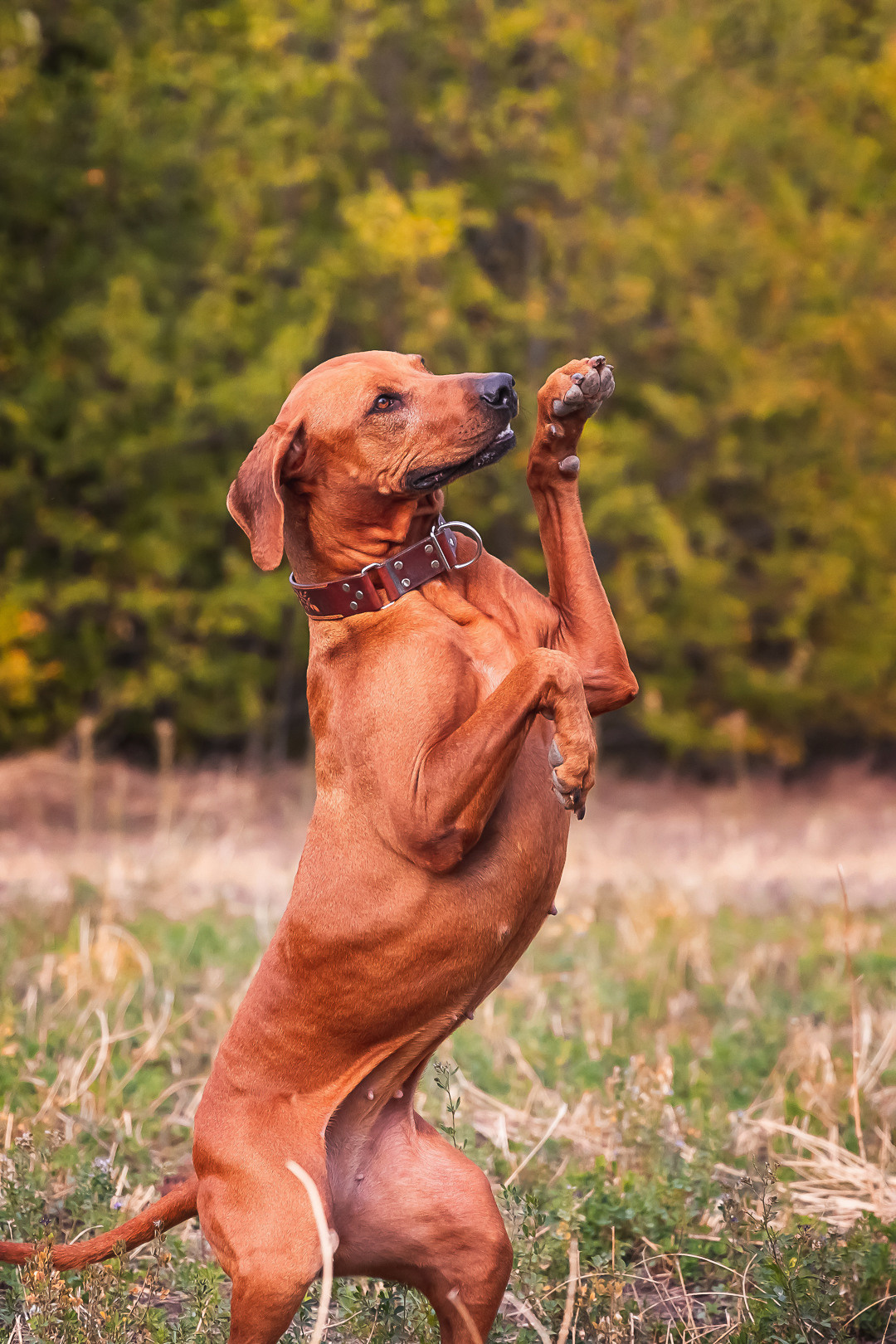 Фотосессия с питомцем в Саратове. Фотограф в Саратове Ольга Мазлова