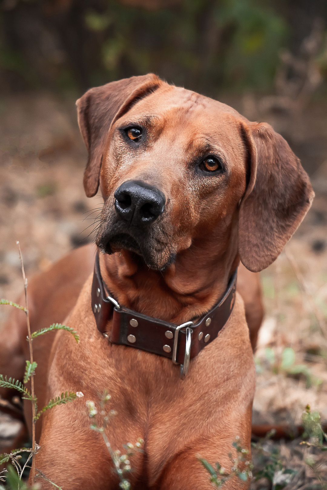 Фотосессия с питомцем в Саратове. Фотограф в Саратове Ольга Мазлова