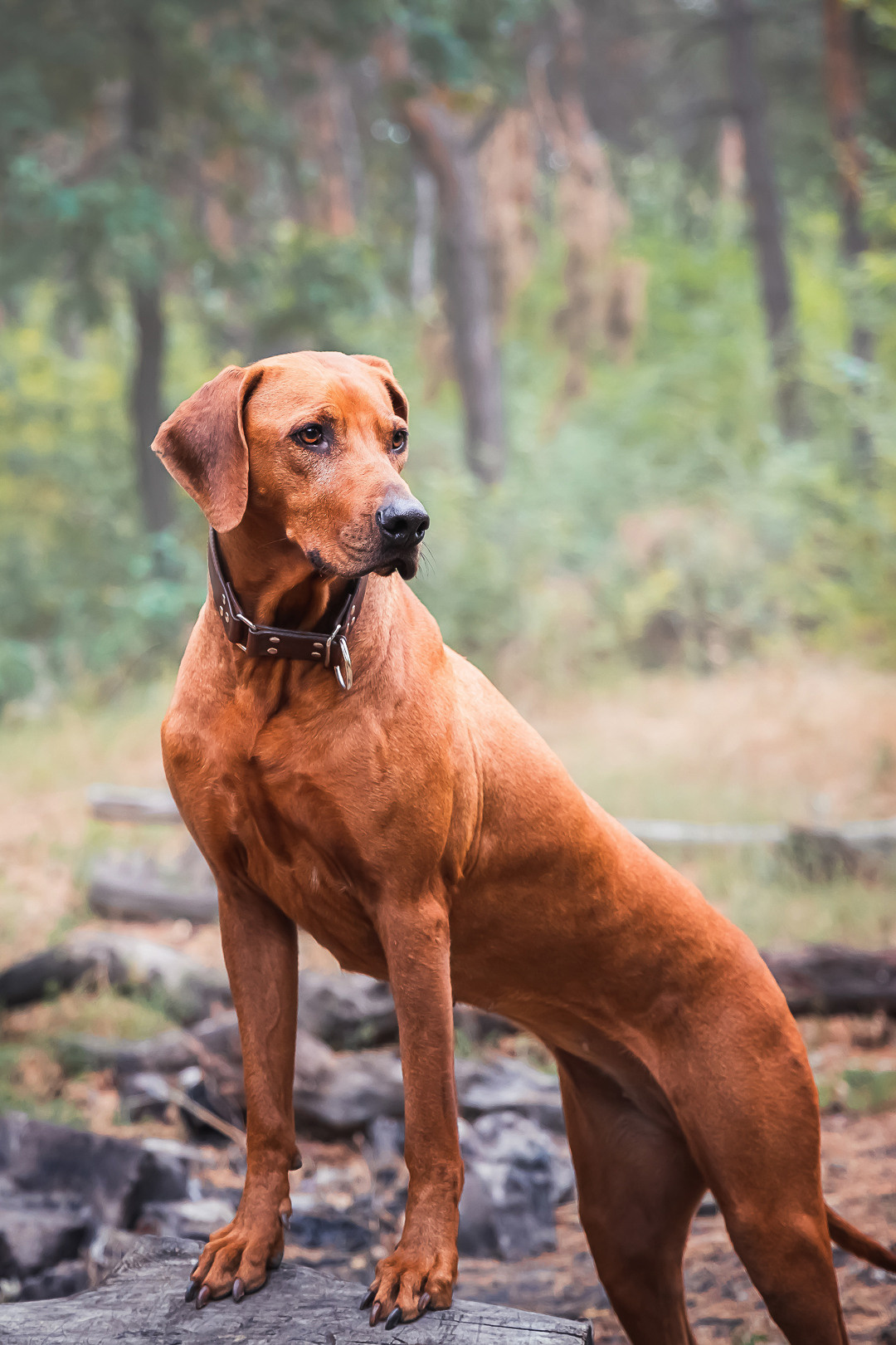 Фотосессия с питомцем в Саратове. Фотограф в Саратове Ольга Мазлова