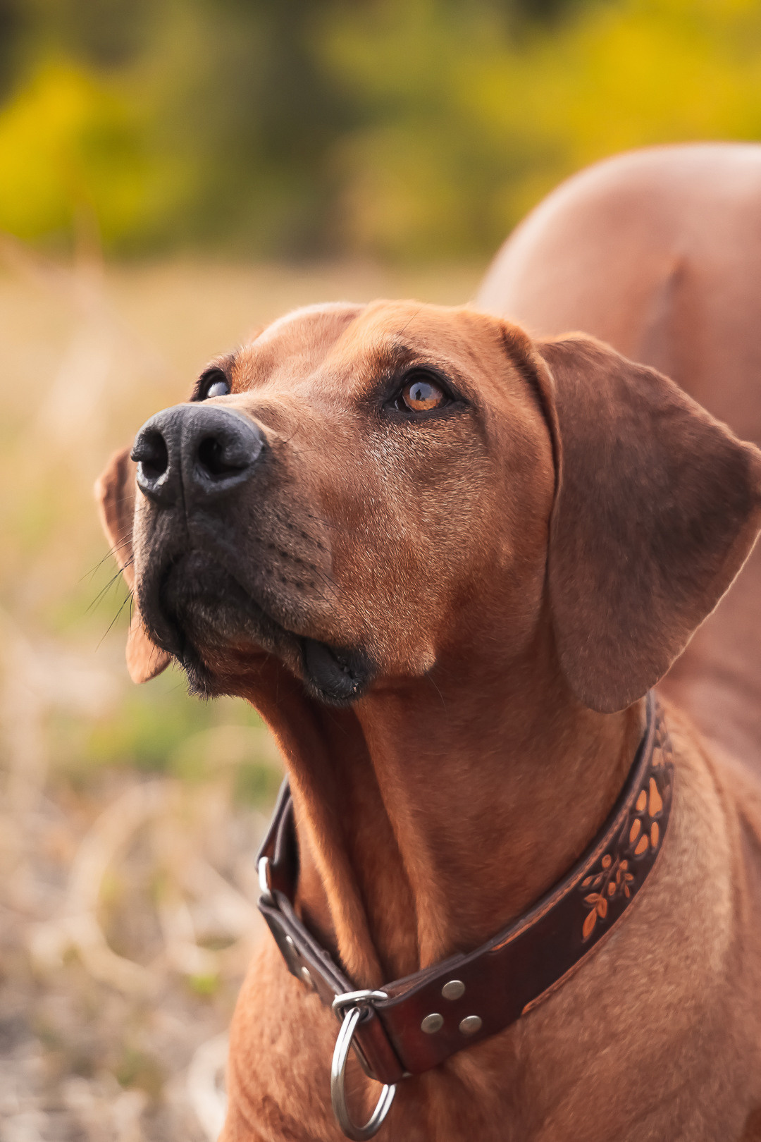 Фотосессия с питомцем в Саратове. Фотограф в Саратове Ольга Мазлова