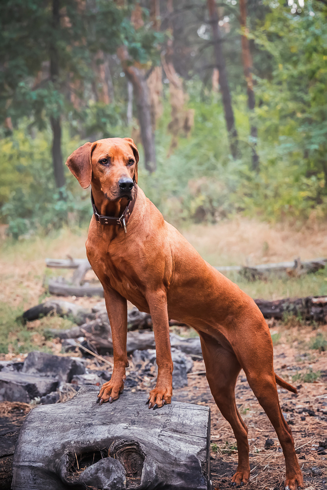 Фотосессия с питомцем в Саратове. Фотограф в Саратове Ольга Мазлова