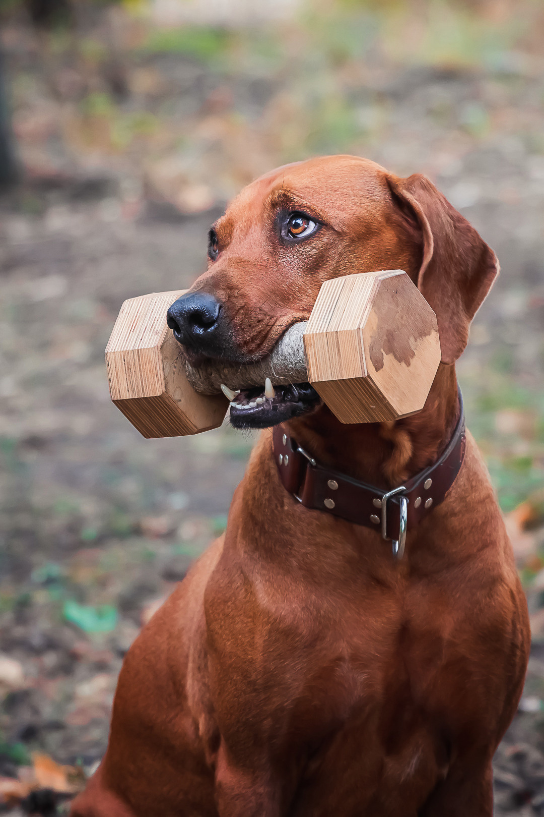Фотосессия с питомцем в Саратове. Фотограф в Саратове Ольга Мазлова