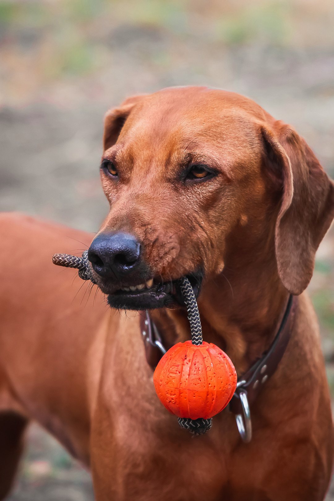 Фотосессия с питомцем в Саратове. Фотограф в Саратове Ольга Мазлова