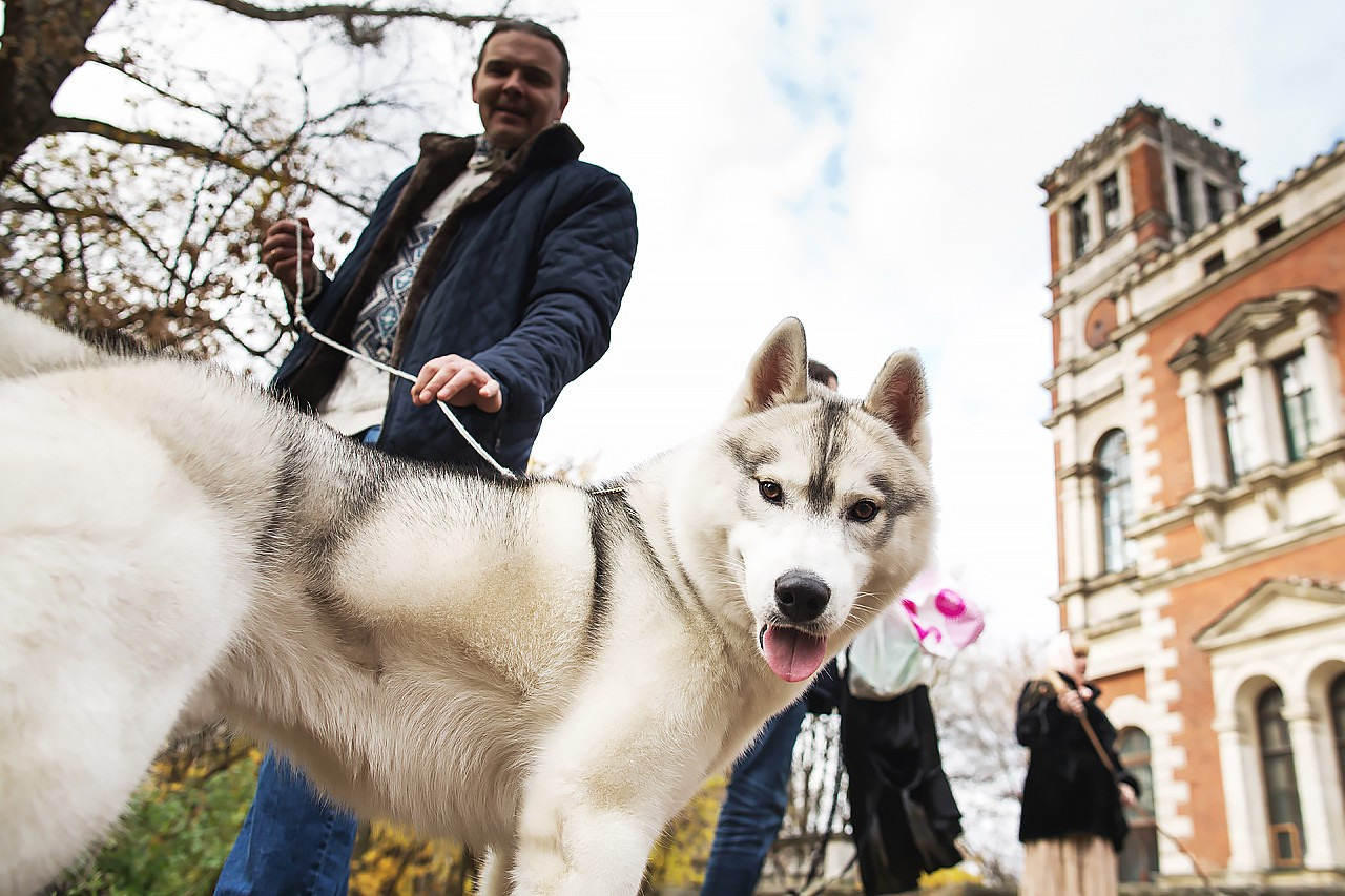 Хаски. Свадебный и репортажный фотограф в Москве и Московской области