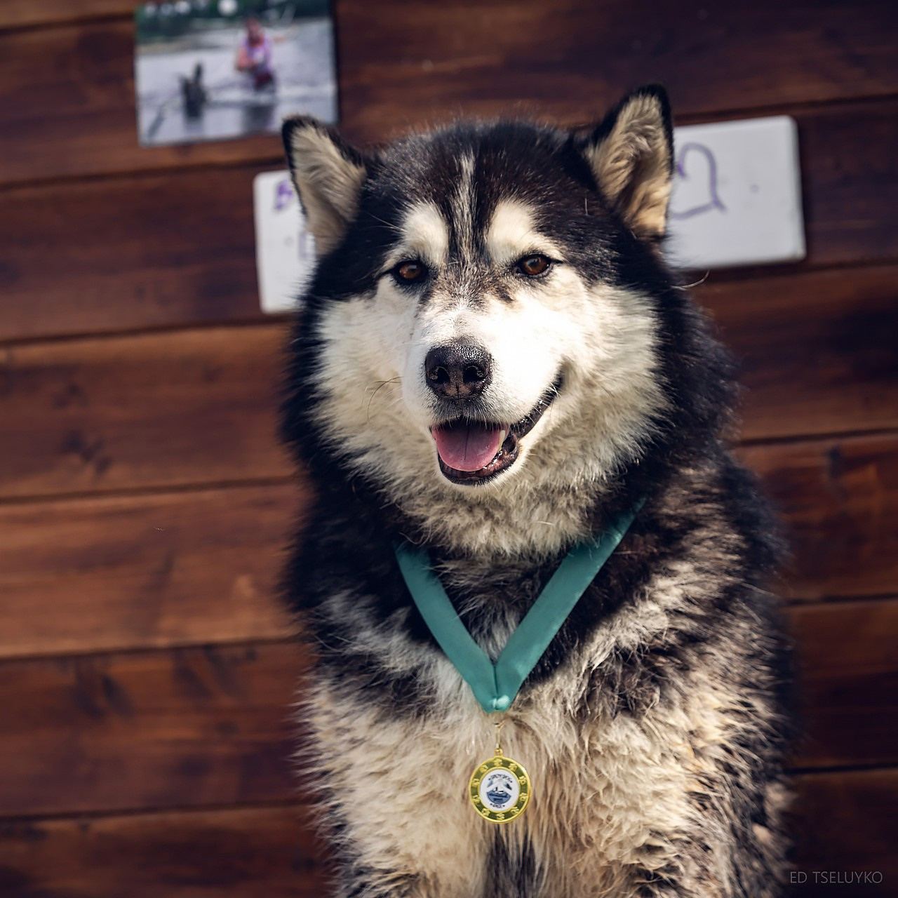 Хвостатый драйв. Свадебный и репортажный фотограф в Москве и Московской области