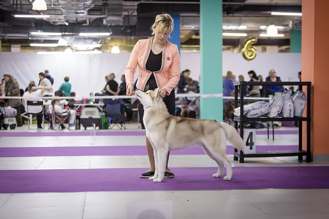 Выставка. Свадебный и репортажный фотограф в Москве и Московской области