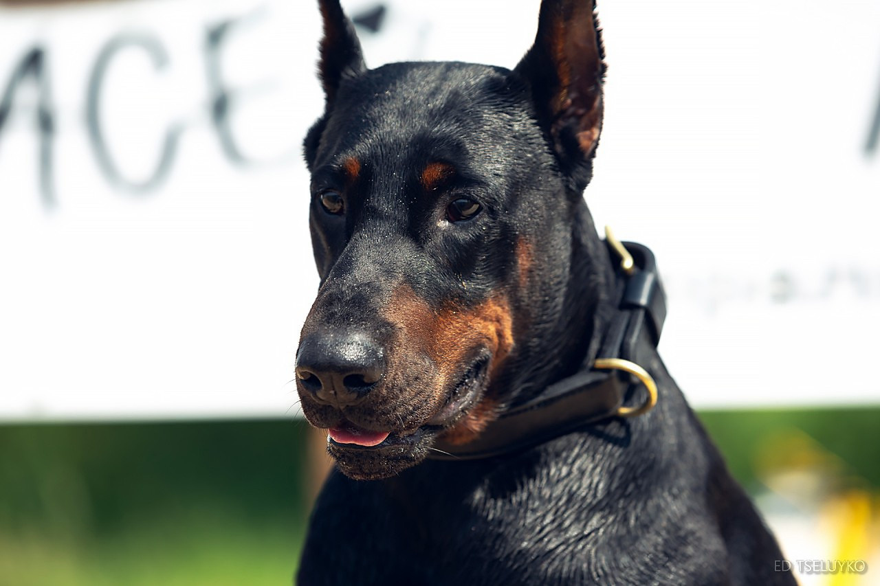 Хвостатый драйв. Свадебный и репортажный фотограф в Москве и Московской области