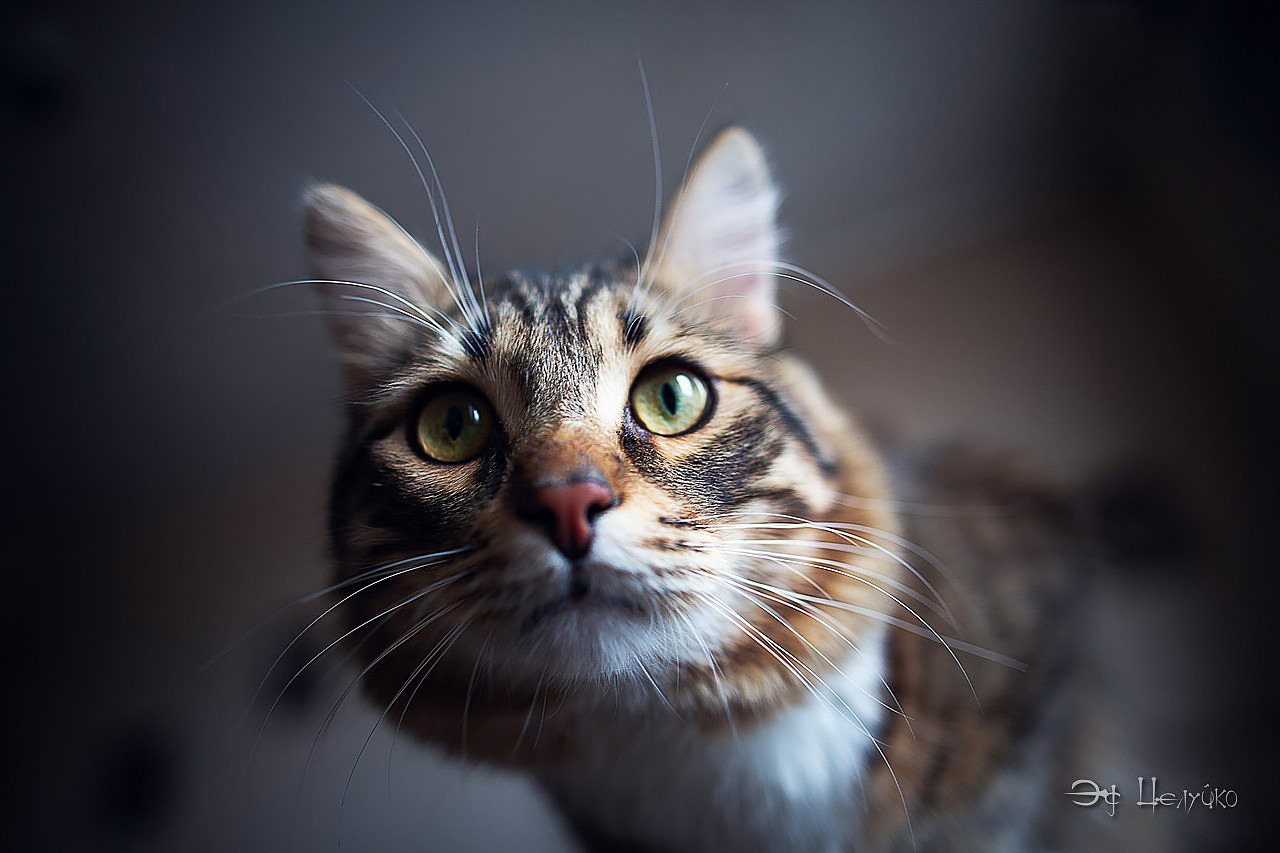 Геральт. Свадебный и репортажный фотограф в Москве и Московской области