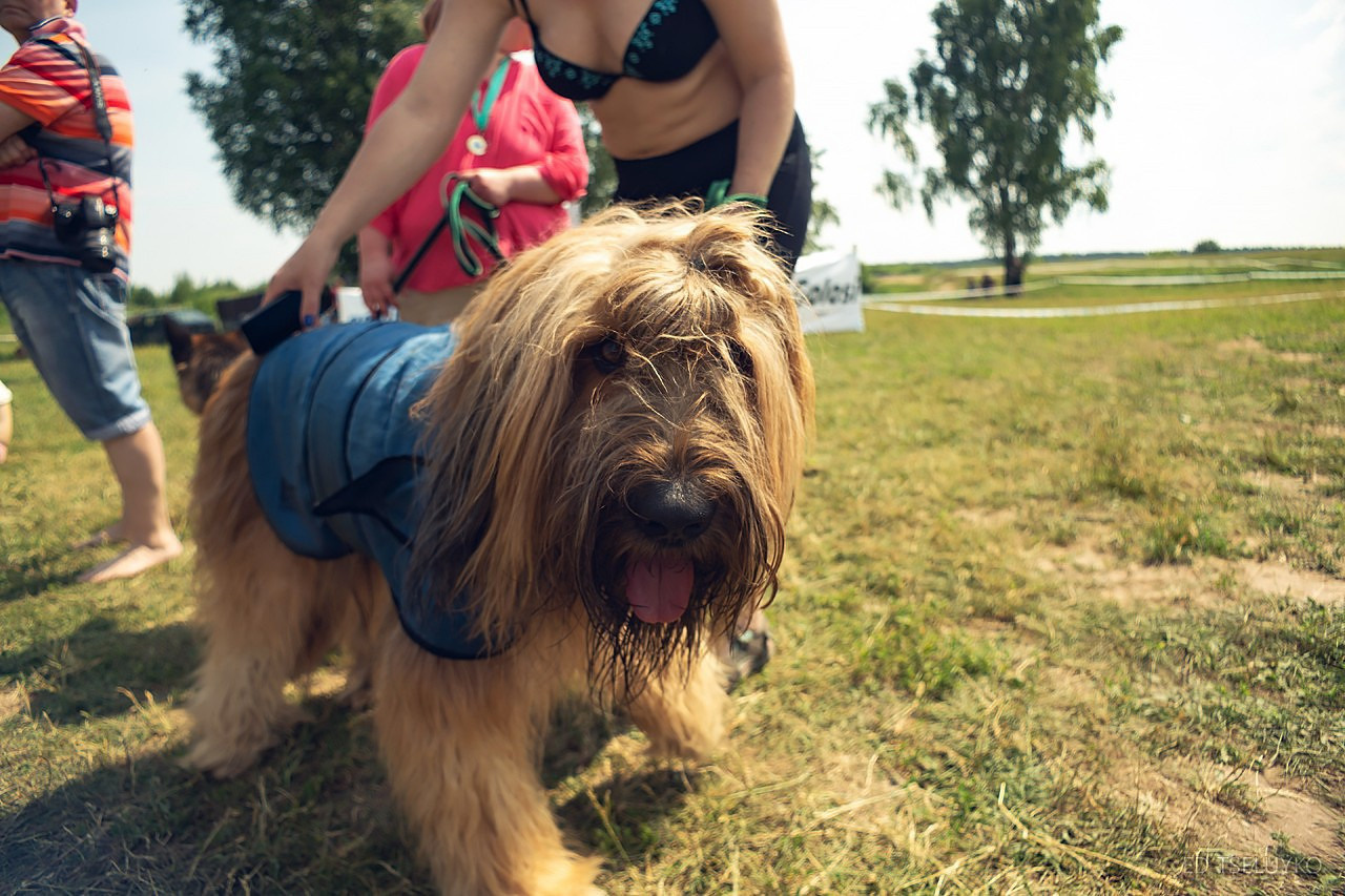 Хвостатый драйв. Свадебный и репортажный фотограф в Москве и Московской области