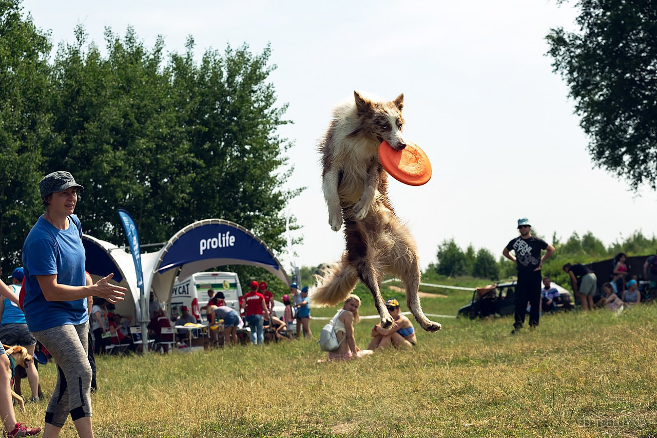 Хвостатый драйв. Свадебный и репортажный фотограф в Москве и Московской области