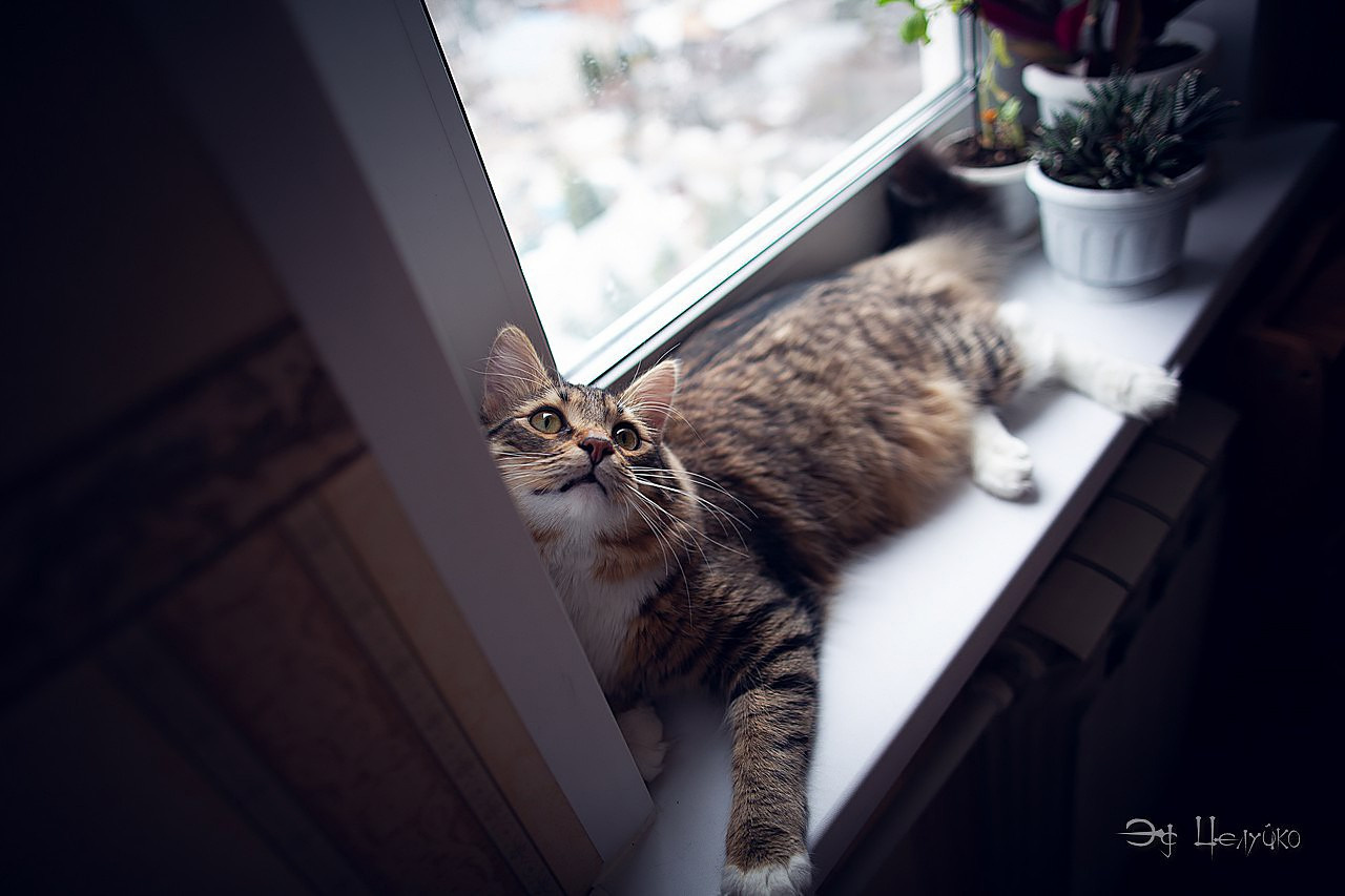 Геральт. Свадебный и репортажный фотограф в Москве и Московской области