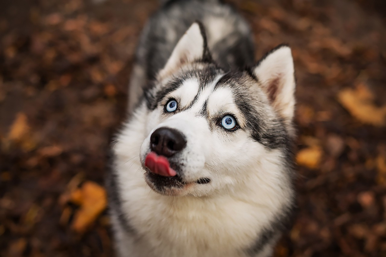 Хаски. Свадебный и репортажный фотограф в Москве и Московской области