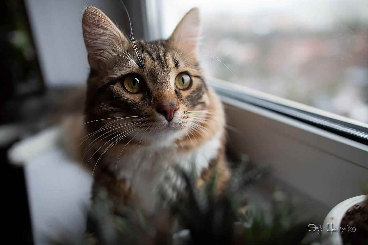Геральт. Свадебный и репортажный фотограф в Москве и Московской области