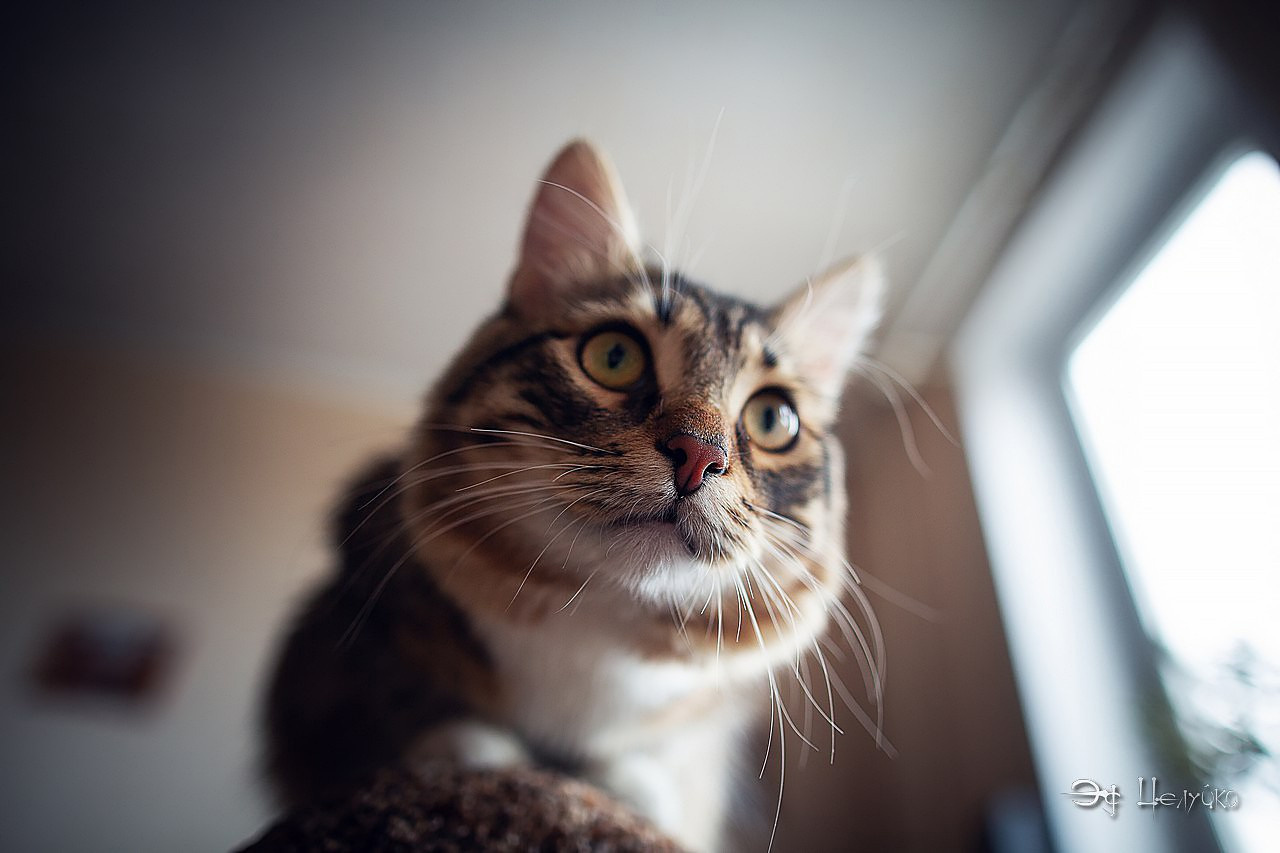 Геральт. Свадебный и репортажный фотограф в Москве и Московской области