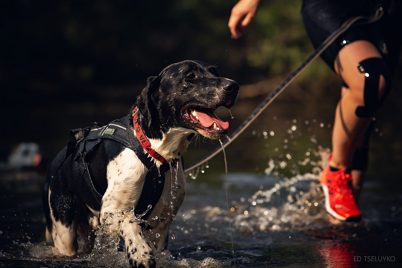 Хвостатый драйв. Свадебный и репортажный фотограф в Москве и Московской области