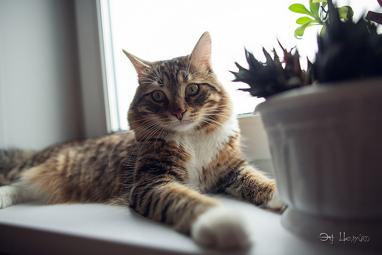 Геральт. Свадебный и репортажный фотограф в Москве и Московской области